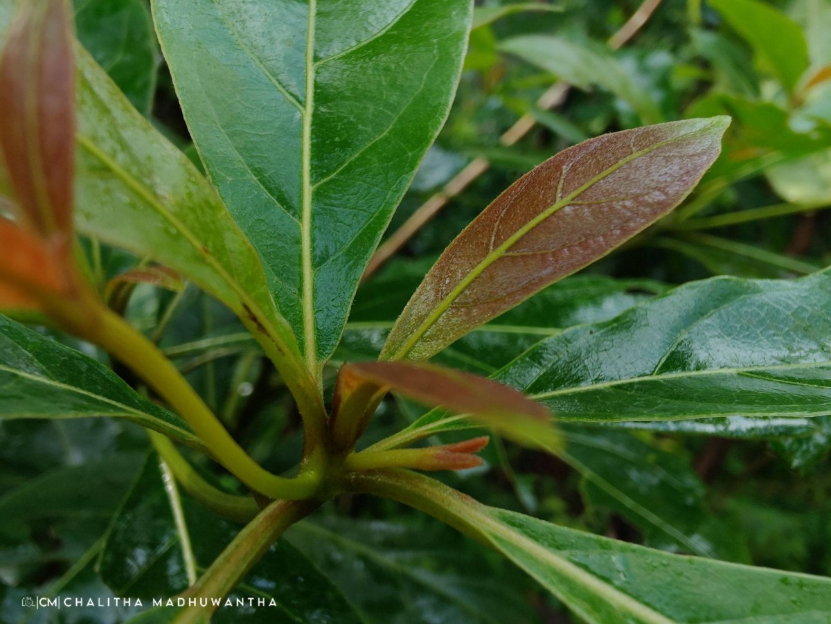 Terminalia bellirica (Gaertn.) Roxb.